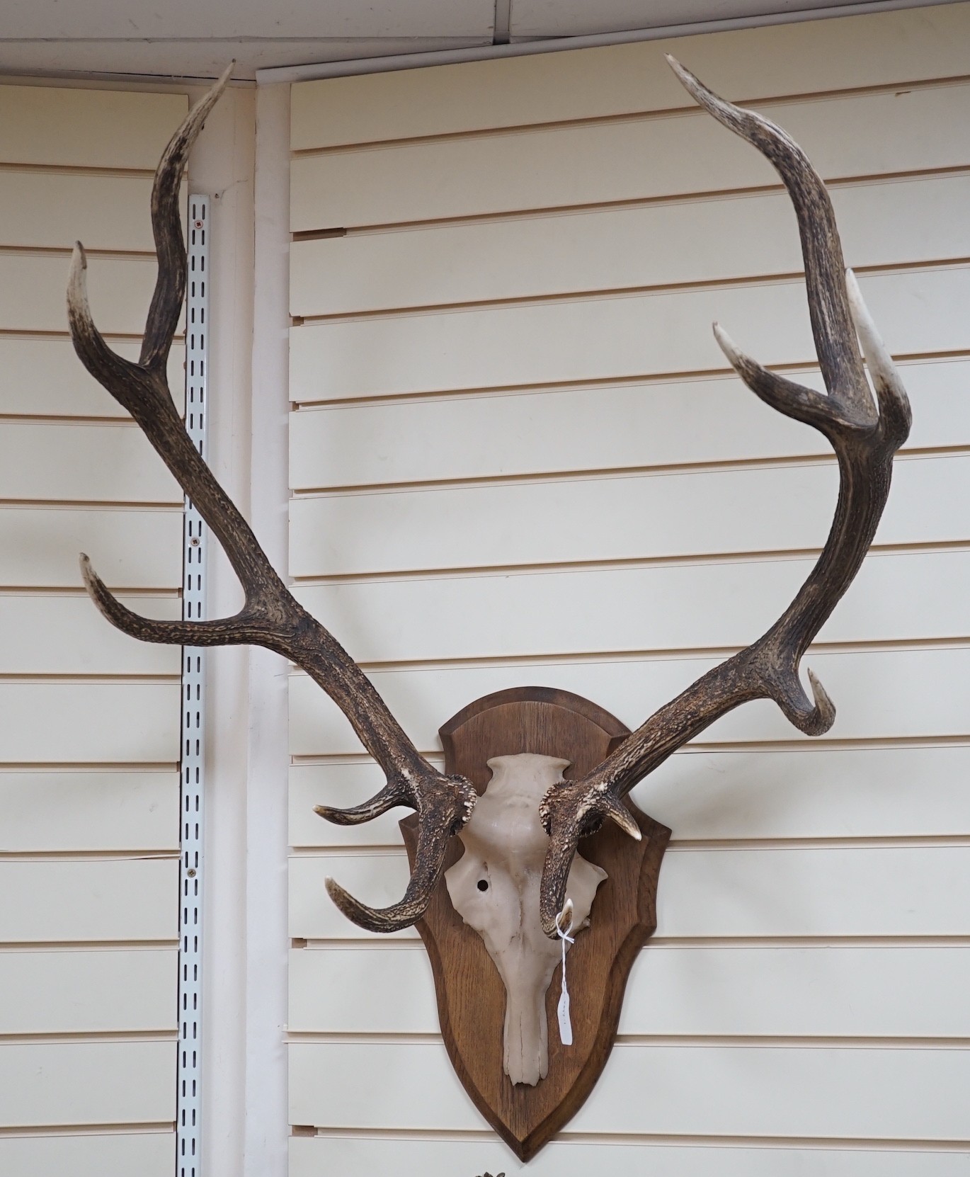 A pair of mounted resin antlers